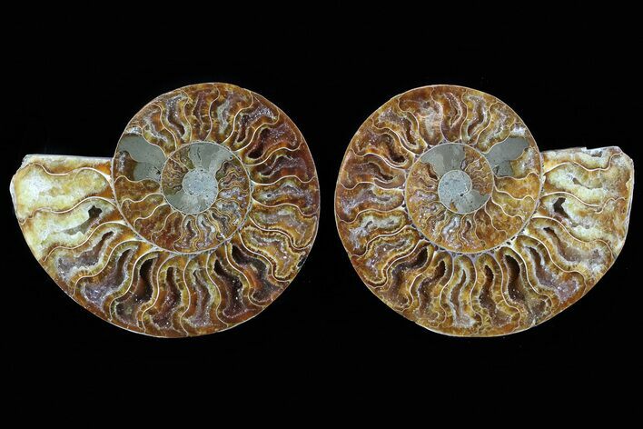 Cut & Polished Ammonite Fossil - Crystal Lined Chambers #78583